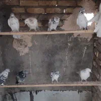 کبوتر پرشی