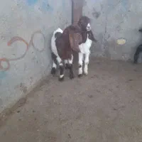 بره و بزغاله شیری|حیوانات مزرعه|تربت‌حیدریه, باغ سلطانی|دیوار