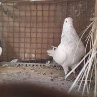 کفترکله ابر نردوتا جوجه کله ابر|پرنده|بم, |دیوار
