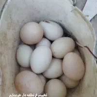 تخم مرغ محلی نطفه دار
