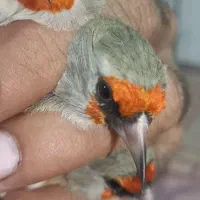 سهره کرمونی