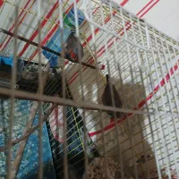 فنچ زبرا جفت مولد