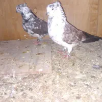 یک جفت کبوتر گرگی