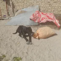 سگ سیاه گمشده
