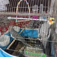 عروس هلندی|پرنده|نجفآباد, صالح آباد|دیوار