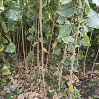 درخت صنوبر و کبوده