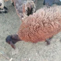 بره سبک