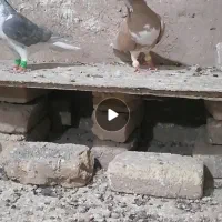 ساده زرد و چپ