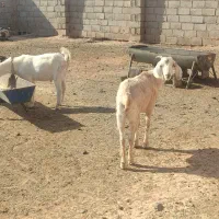 مال درجه یک وخشکل دورگ سانن|حیوانات مزرعه|تربت جام, جلگه موسی آباد|دیوار