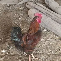 فروش خروس اصیل لکی