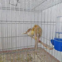 قناری رسمی بلند