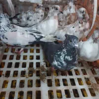 کبوتر برای فروش