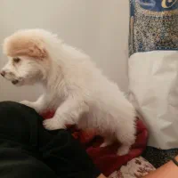 سگ عروسکی