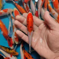 پک ماهی کوی صد در صد نژاد|ماهی|خمینی‌شهر, |دیوار