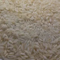 برنج عنبر بو شوشتر