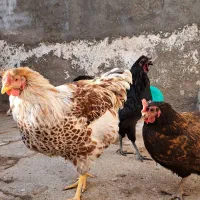 خروس ویاندوت اورنج،خروس چینی مشکی ومرغ چهل تاج|حیوانات مزرعه|مشهد, ویلاشهر|دیوار