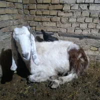 2 بز و بزغاله هاشون ...1 بز ابستن|حیوانات مزرعه|کارون, |دیوار