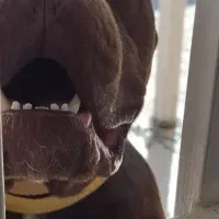 سگ پیتبول|سگ|تهران, تجریش|دیوار