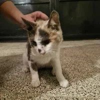 واگذاری گربه|گربه|لاهیجان, یوسف آباد|دیوار