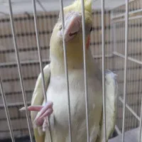 عروس هلندی