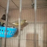 قناری شلاقی درجه 1|پرنده|ابریشم, |دیوار