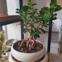 فروش گل های آپارتمانی|گل و گیاه طبیعی|ساری, |دیوار