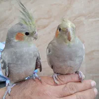 عروس هلندی دستی