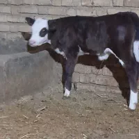 گوساله سیمیتال|حیوانات مزرعه|آشخانه, |دیوار