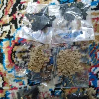 فروش توم که رس توم پیچک توم پسل|خدمات باغبانی و درختکاری|جوانرود, |دیوار