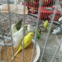 جوجه مرغ عشق قیمت مناسب واسه دستی