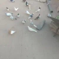 فروش 20 عدد کفتر