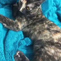 گربه مشکی|گربه|اسفراین, |دیوار