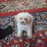 شیتزو مالیز