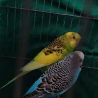 فروش یا معاوضه جفت مرغ عشق مولد کارداده