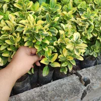 شمشادطلایی نایلکسی|گل و گیاه طبیعی|رشت, بازار|دیوار