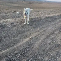 سگ سرابی اصیل شیش ماه