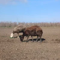 گوسفند بره مار درشت کردستانی دوباره ابست|حیوانات مزرعه|گرگان, |دیوار