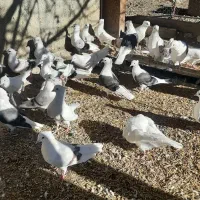 یه کله کفتر|پرنده|سیلاخور, |دیوار