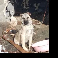 سگ گم شده