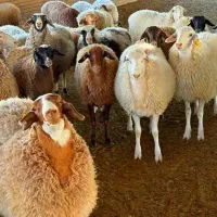 گوسفند خونی موجوداست