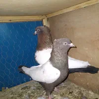 رنگی .المانی.تکپر