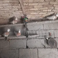 کبوتر طوقی لیمو