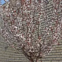 فروش-باغ