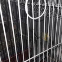 عروس هلندی  فروشی