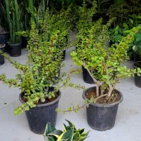 کراسولا خرفه ای تنه ضخیم بنسایی سایز درشت