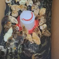 جوجه محلی کامل سالم