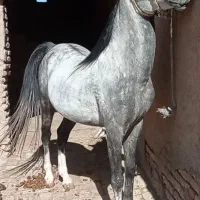 توضیح پایین