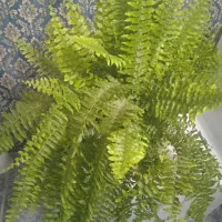 گل انتوریوم حراجی۹۹|حراج|بروجرد, |دیوار