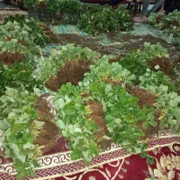 نهال توت فرنگی کاماروس