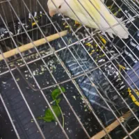 طوطی برزیلی ماده|پرنده|تهران, اسکندری|دیوار